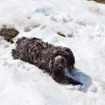Hund im Schneefeld am Grießenkar